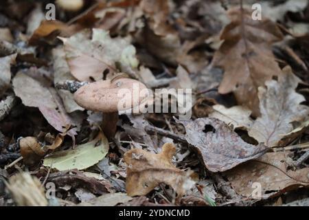 Berretto di quercia per lo più circondato da foglie di quercia Foto Stock