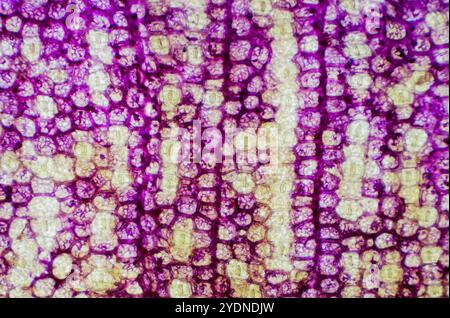 Primo piano di tradescantia semi-secca sotto un microscopio e ingrandimento 4 volte superiore Foto Stock