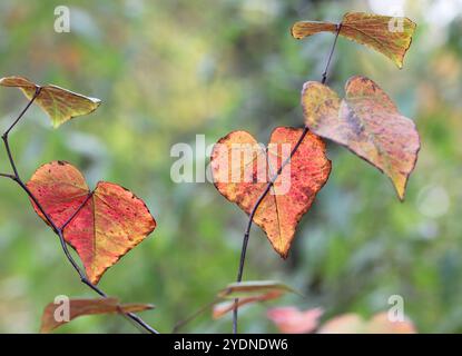 Un primo piano delle foglie a forma di cuore del Cercis canadensis, Forest Pansy, in autunno, mentre il fogliame diventa rosso. Foto Stock