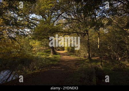 Foresta di Connaught Water Epping Foto Stock