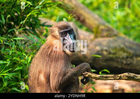 Ritratto della trapano donna adulta, Mandrillus leucophaeus, seduta sul tronco dell'albero Foto Stock