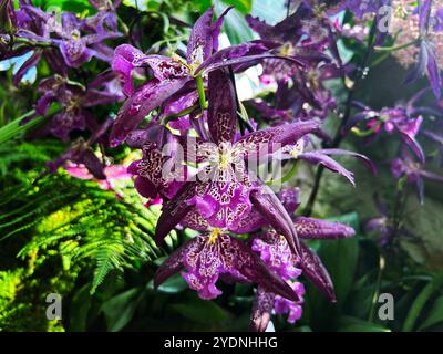 Singapore - 13 agosto 2024: Specie di fiori di orchidee nel National Orchid Garden Singapore Foto Stock