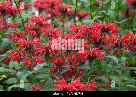 I prolifici fiori di Beebalm sono una macchia di rosso vivace sul Lake Lure Flowering Bridge, North Carolina. Foto Stock