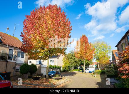 Splendidi alberi d'acero (Acer palmatum) dai colori rosso-arancio in una giornata di sole autunno alla fine di ottobre nel villaggio di Waddinxveen, Paesi Bassi. Foto Stock