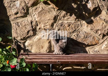 Gatto grigio seduto su una panchina di legno di fronte al muro di pietra della vecchia casa nelle giornate di sole Foto Stock