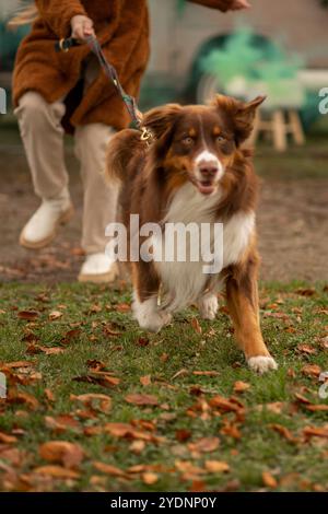 Un vivace cane marrone e bianco corre entusiasticamente attraverso un'area erbosa coperta di foglie autunnali, mentre il suo proprietario cammina vicino, vestito calorosamente Foto Stock