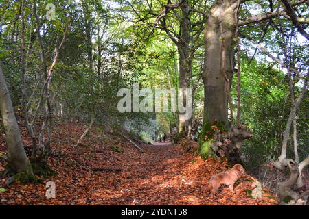 Campagna intorno ai prati d'acqua del fiume Darent, Hosey Common, Kent, in ottobre. Cielo limpido con sentieri di vapore, corrimano e splendidi alberi Foto Stock