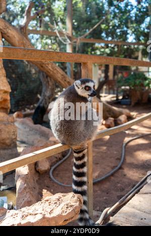 lemur seduto su una recinzione Foto Stock