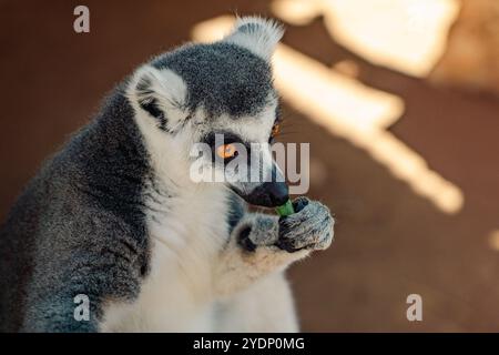 Bellissimo lemure nel parco Foto Stock