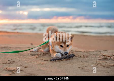 Il cucciolo di Shiba inu è disteso sulla spiaggia di sabbia e strizza un bastone di legno Foto Stock