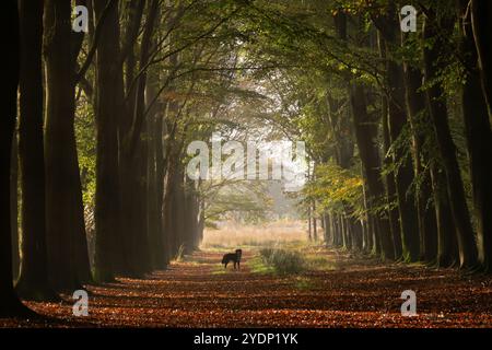 Cane in attesa a distanza su un lungo e rettilineo sentiero attraverso una foresta di faggi, alberi dai colori autunnali Foto Stock