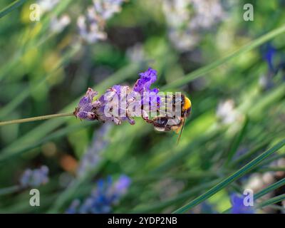 Bumblebee che raccoglie il nettare da un fiore di lavanda in un giardino, con sfondo verde e viola sfumato. Foto Stock
