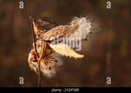 Baccello vegetale di alghe comuni (Asclepias syriaca L.), focalizzazione selettiva Foto Stock