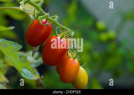 I pomodori Datterino, maturi e brillanti, appendono dalla vite in un gruppo stretto. Le loro pelli sottili e lucide, la forma allungata e la polpa dolce li rendono una perf Foto Stock