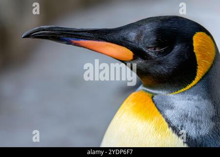 Primo piano di un re pinguino Foto Stock