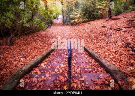 Foglie autunnali che coprono i gradini di pietra a Corporation Park, Blackburn, Lancashire, Regno Unito Foto Stock