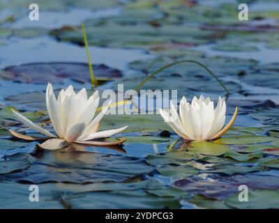 Gigli d'acqua bianca su un lago. Quebec, Canada Foto Stock