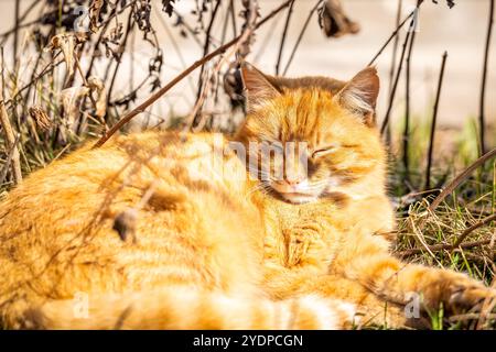 Gatto dello zenzero che dorme tranquillamente alla luce del sole sotto rami asciutti Foto Stock