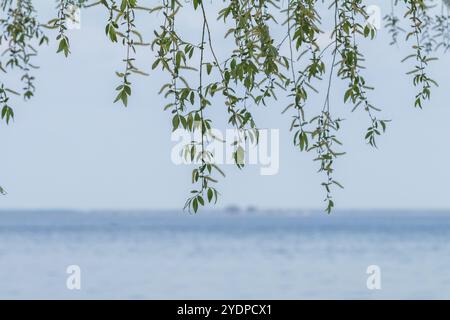 Delicati rami di salice piangenti con foglie verdi fresche sovrastano graziosamente un lago sereno in una giornata nebbiosa, creando una tranquilla scena naturale Foto Stock