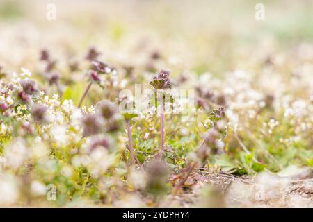 Primo piano di una pianta di ortica morta rossa che cresce tra piccoli fiori bianchi, creando un vibrante contrasto nel campo Foto Stock