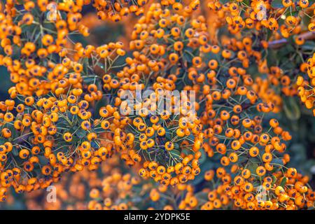 Pyracantha coccinea stella soleggiata scarlatto arbusto ornamentale, gruppo di frutti arancio brillante appesi su arbusti autunnali, foglie verdi. Foto Stock