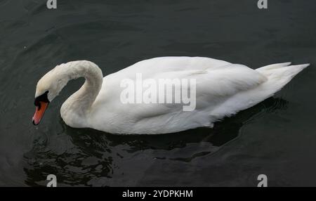 Un cigno muta che nuota su un lago Foto Stock