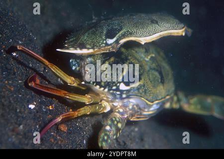 Granchio azzurro femminile, Portunus pelagicus, guscio di muta, immersione notturna, sito di immersione TK2, stretto di Lembeh, Sulawesi, Indonesia Foto Stock