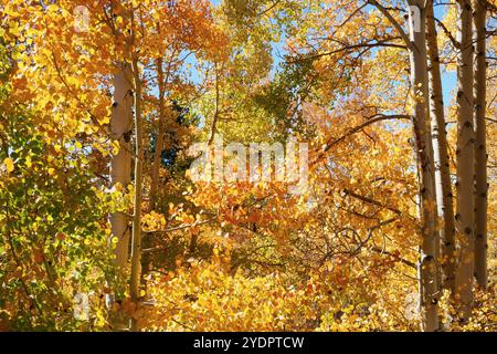 Gli alberi di pioppo in transizione autunnale Foto Stock