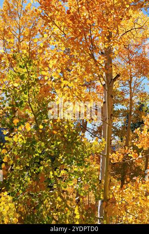 Gli alberi di pioppo in transizione autunnale Foto Stock