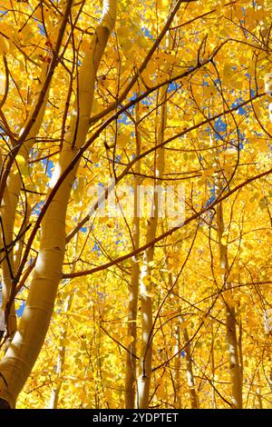 pioppi d'autunno d'oro Foto Stock