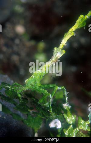 Arrowhead Crab, Huenia heraldica, mimetizzato nelle alghe Halimeda, Halimeda sp, Aw Shucks dive site, Lembeh Straits, Sulawesi, Indonesia Foto Stock