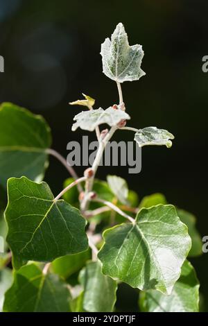 Foglie di pioppo bianco che emergono Foto Stock