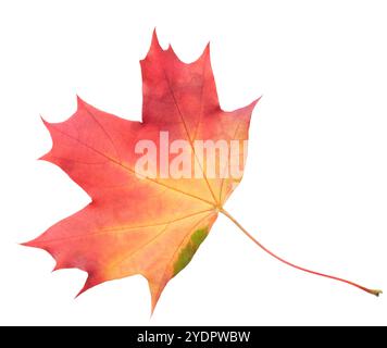 Una foglia di un albero d'acero viene visualizzata a colori. La foglia è rossa e ha una tinta leggermente marrone. La lamella è posizionata su uno sfondo bianco, che m Foto Stock