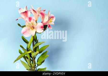 Delicato giglio peruviano rosa chiaro o fiori di alstroemeria, primo piano Foto Stock