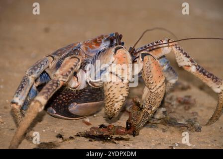 Rapinatore di granchio, Birgus latro, su strada cannibalizzante di granchio schiacciato, Christmas Island, Australia Foto Stock