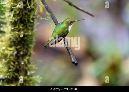 Colibrì di smeraldo andino arroccato su un ramoscello mentre è rivolto a destra. Vista del profilo dal becco alla coda. A Mindo, Ecuador. Foto Stock