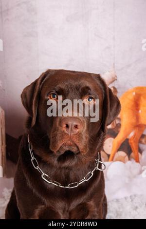 Sessione fotografica di Natale sul cane Labrador al cioccolato in uno studio professionale Foto Stock