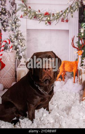 Sessione fotografica di Natale sul cane Labrador al cioccolato in uno studio professionale Foto Stock