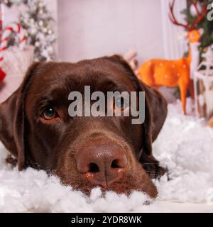 Sessione fotografica di Natale sul cane Labrador al cioccolato in uno studio professionale Foto Stock