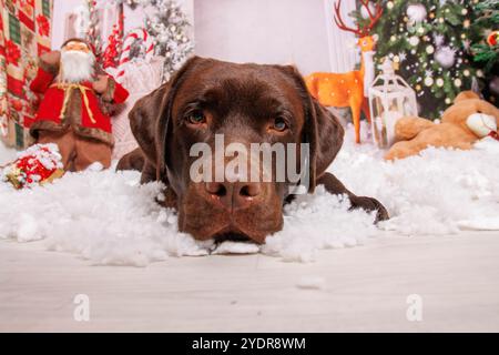 Sessione fotografica di Natale sul cane Labrador al cioccolato in uno studio professionale Foto Stock