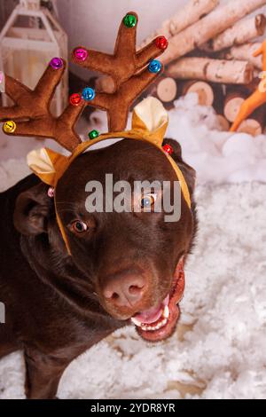 Sessione fotografica di Natale sul cane Labrador al cioccolato in uno studio professionale Foto Stock