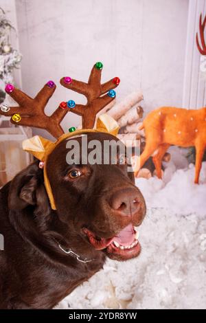 Sessione fotografica di Natale sul cane Labrador al cioccolato in uno studio professionale Foto Stock