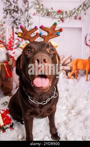 Sessione fotografica di Natale sul cane Labrador al cioccolato in uno studio professionale Foto Stock