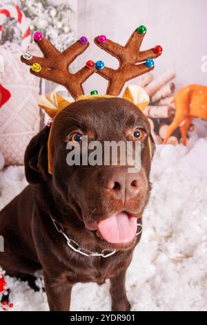 Sessione fotografica di Natale sul cane Labrador al cioccolato in uno studio professionale Foto Stock