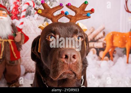 Sessione fotografica di Natale sul cane Labrador al cioccolato in uno studio professionale Foto Stock