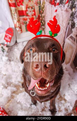 Sessione fotografica di Natale sul cane Labrador al cioccolato in uno studio professionale Foto Stock