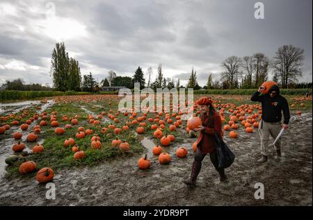 Richmond, Canada. 27 ottobre 2024. Le persone trasportano le zucche in un campo di zucca a Richmond, British Columbia, Canada, 27 ottobre 2024. Le persone hanno partecipato alle tradizionali attività di toppa di zucca per celebrare la stagione autunnale e la raccolta delle zucche. Crediti: Liang Sen/Xinhua/Alamy Live News Foto Stock