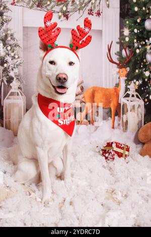 Cane siberiano Hasky, sessione fotografica di Natale in un'atmosfera accogliente Foto Stock