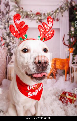 Cane siberiano Hasky, sessione fotografica di Natale in un'atmosfera accogliente Foto Stock