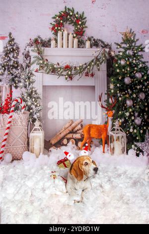 Beagle Dog, servizio fotografico di Natale in un'atmosfera accogliente Foto Stock